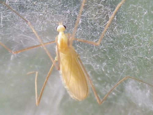 Erioptera sp.